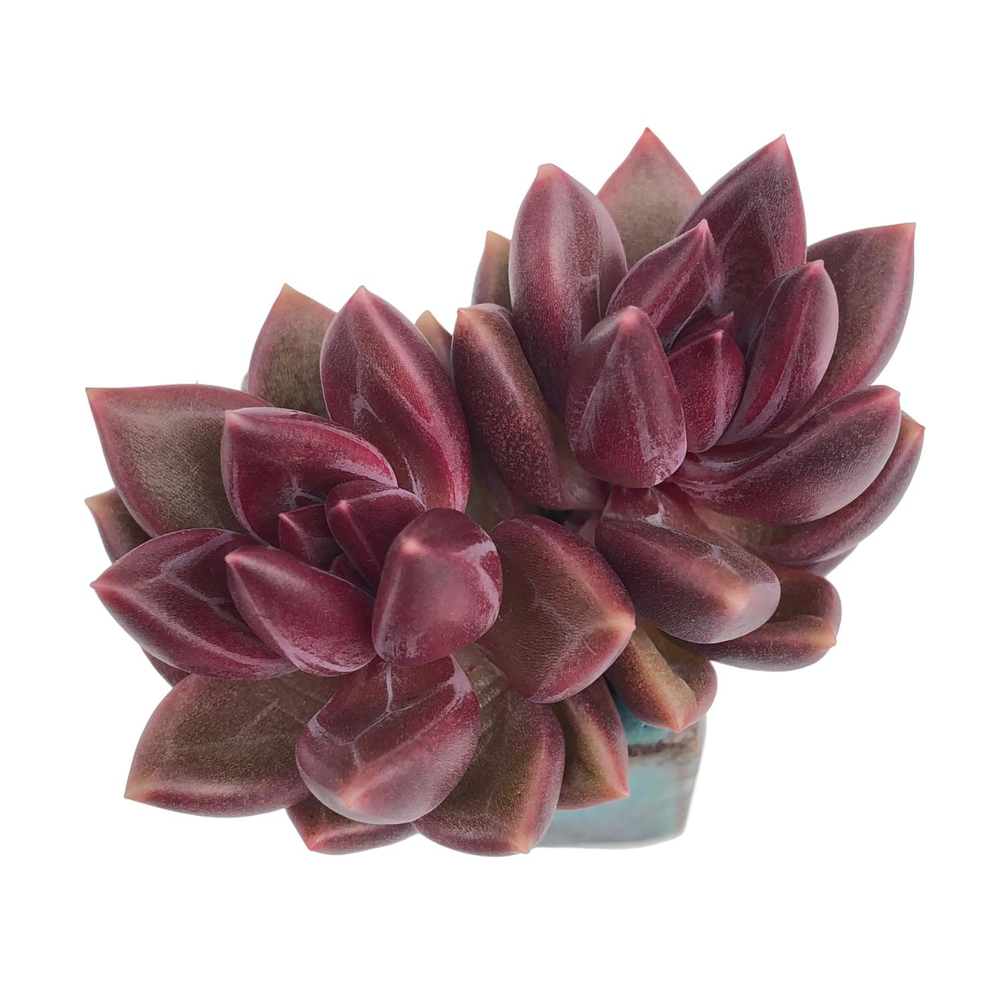 SALE! Echeveria Tivoli