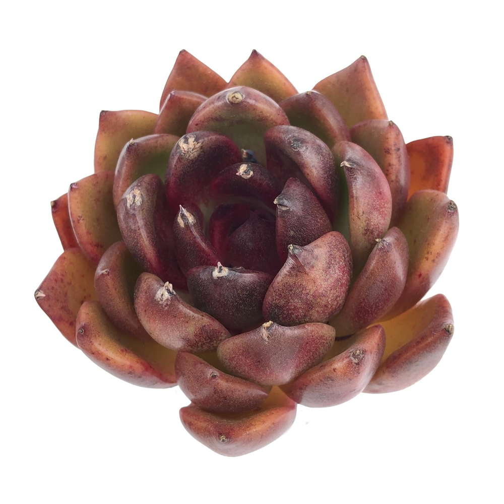 SALE! Echeveria Black Queen