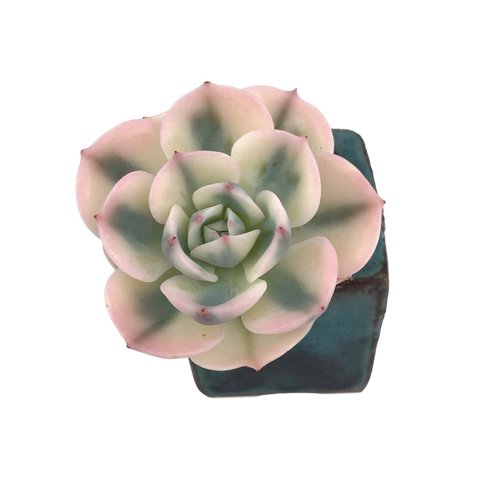 SALE! Echeveria Lenore Dean, Variegata