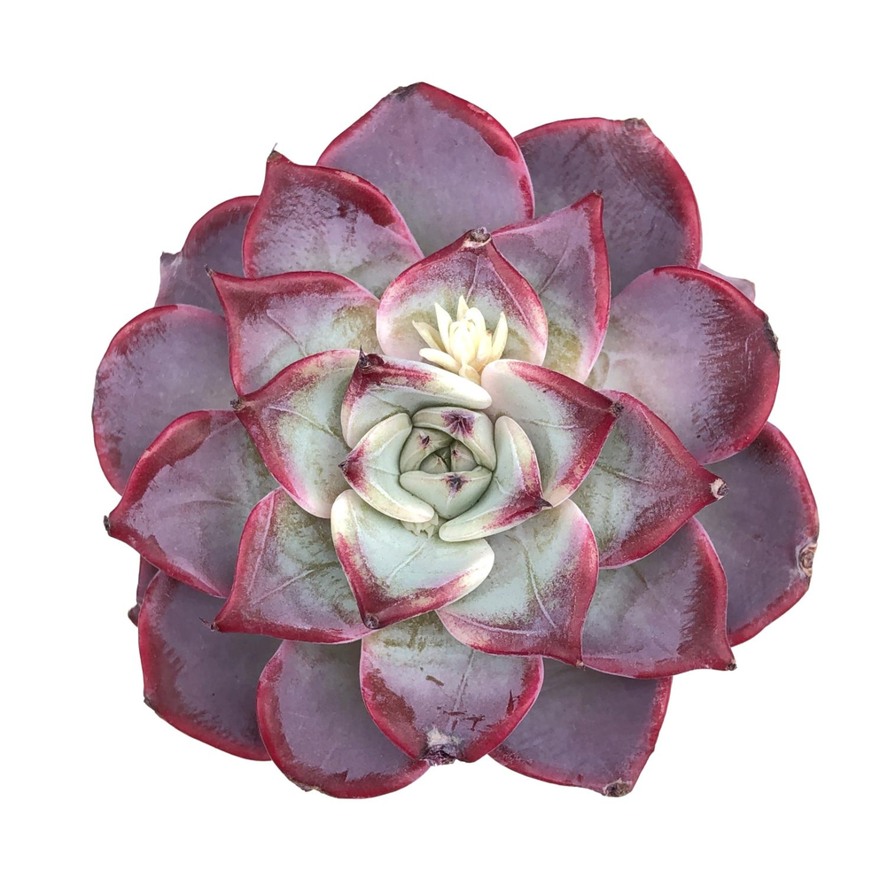 SALE! Echeveria Fairy Queen