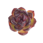 SALE! Echeveria Sp.