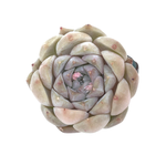 SALE! Echeveria Rosalina