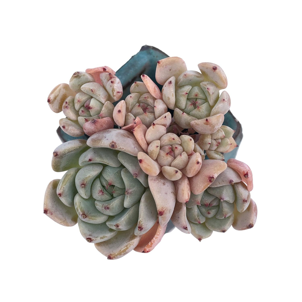 SALE! Echeveria Violetta