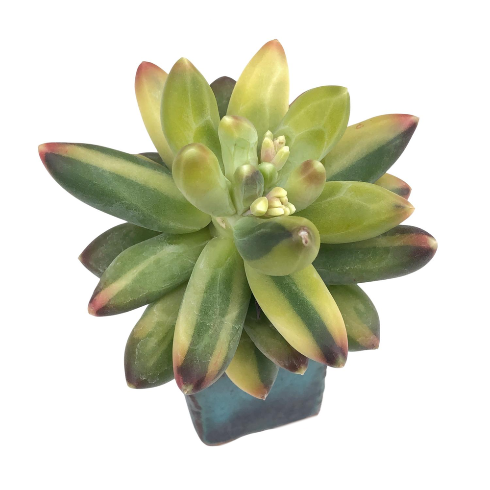 SALE! Pachyphytum Compactum, Variegata