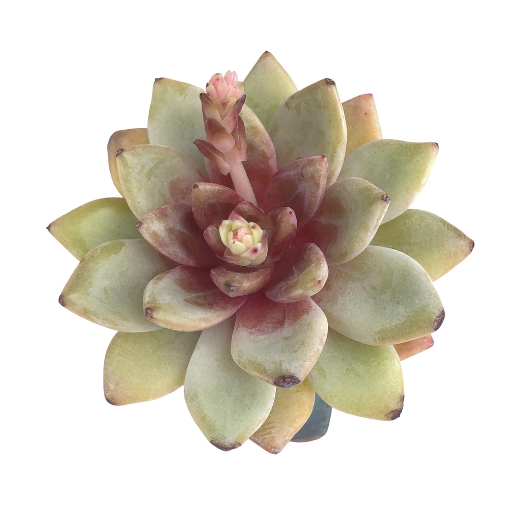 SALE! Echeveria German Champagne