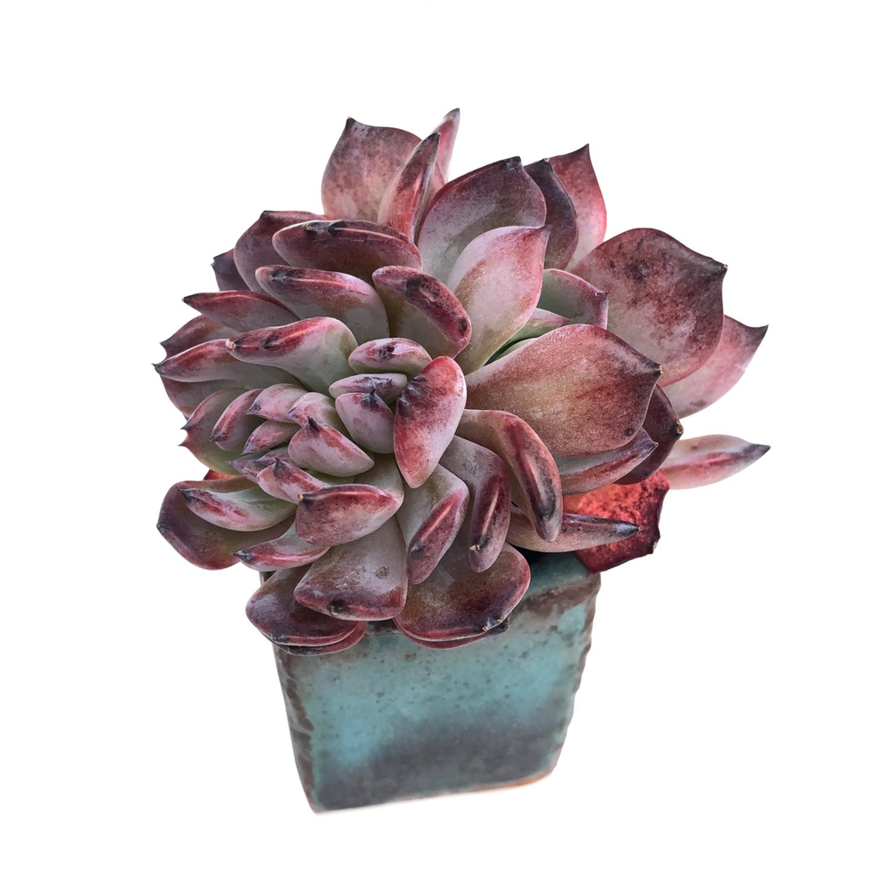 SALE! Echeveria Rainbow Goddess, Cristata