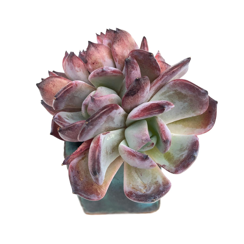 SALE! Echeveria Rainbow Goddess, Cristata