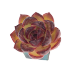 SALE! Echeveria Sp.