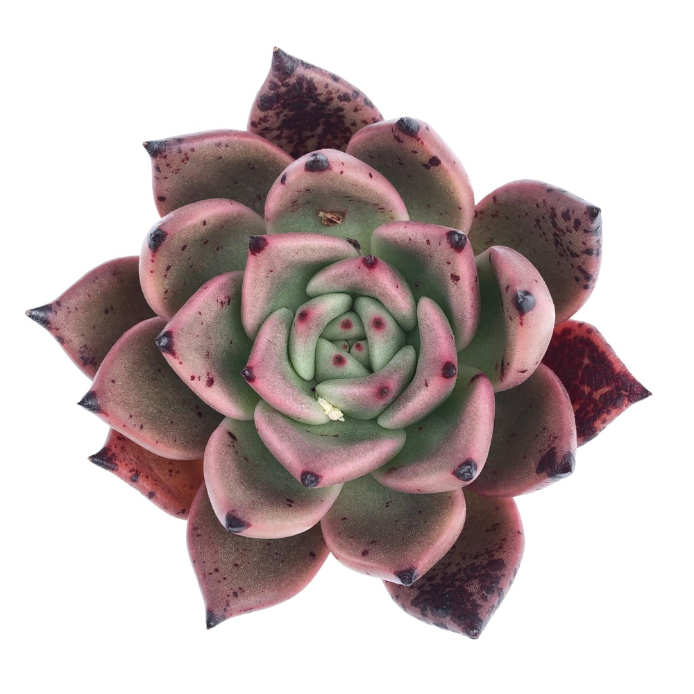 SALE! Echeveria Agavoides Kingdom