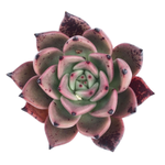 SALE! Echeveria Agavoides Kingdom