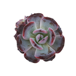 SALE! Echeveria Rainbow Goddess
