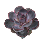 SALE! Echeveria Sp.