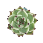 SALE! Echeveria Agavoides Blue Dragon