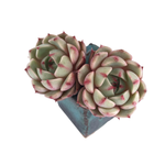 SALE! Echeveria Ben Badis