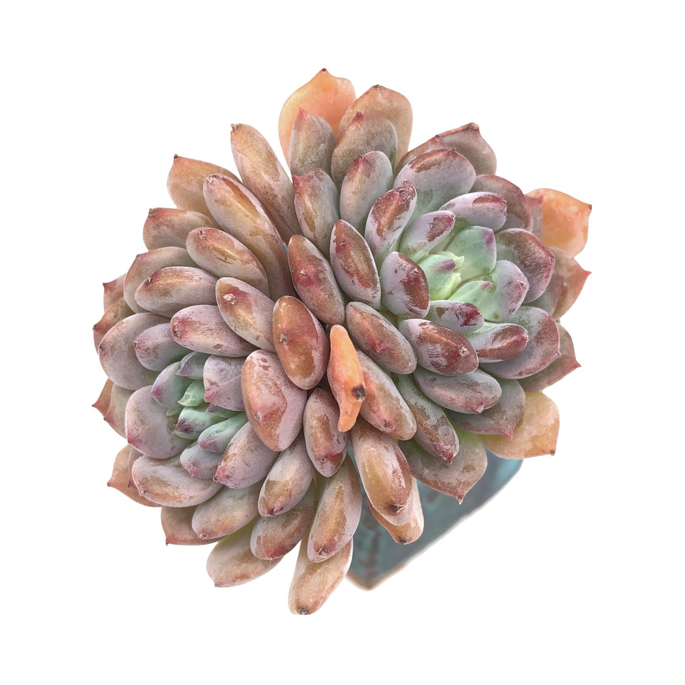 SALE! Echeveria Chrissy n Ryan