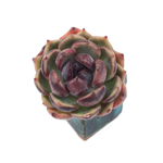 SALE! Echeveria Black Eyes