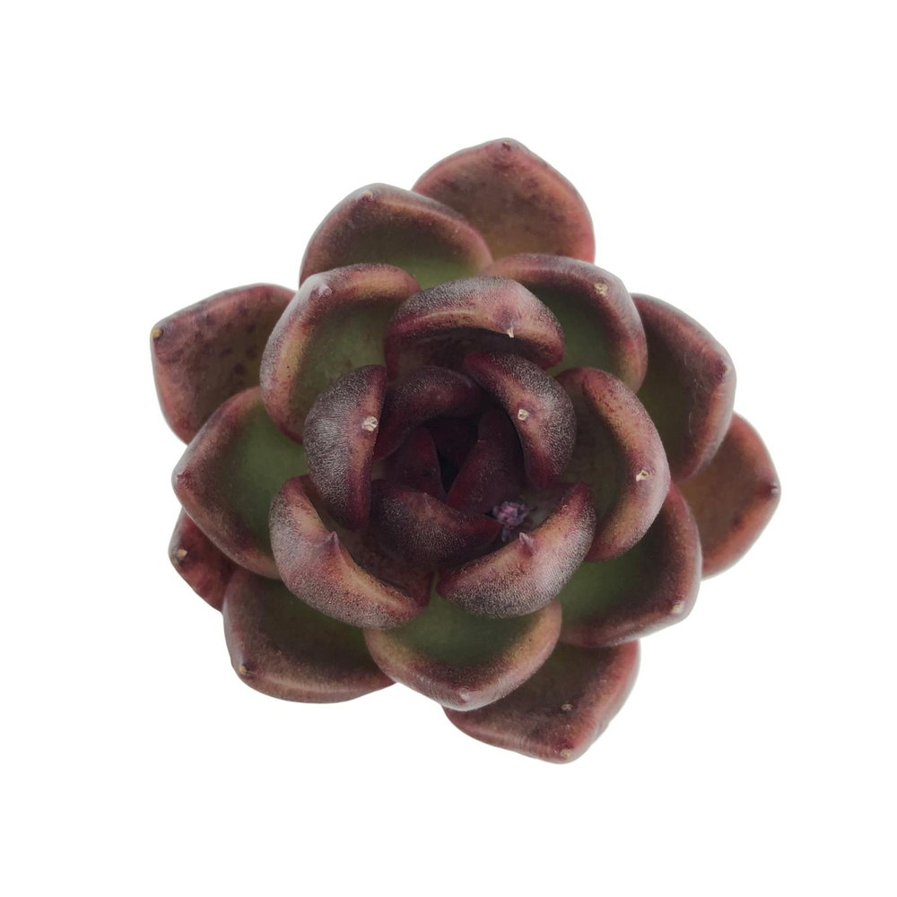 SPECIAL! JUST CART!! Echeveria Black Queen