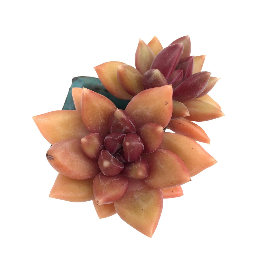 SALE! Echeveria Tivoli