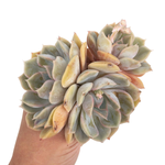 SALE! Echeveria Fiona