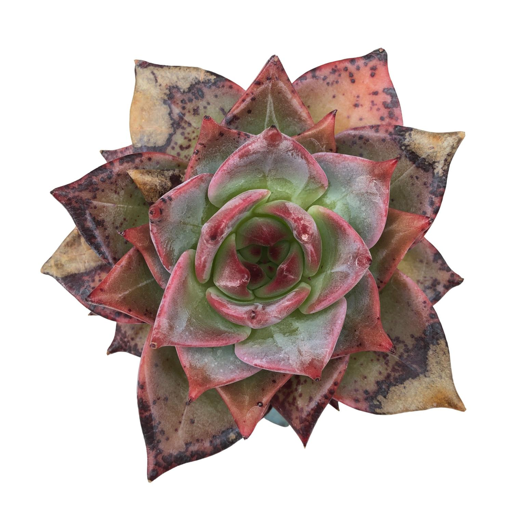 SALE! Echeveria Agavoides Red Dragon