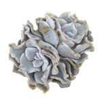 SALE! Echeveria Crispate Beauty