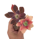 SALE! Echeveria Hanaikada, Double