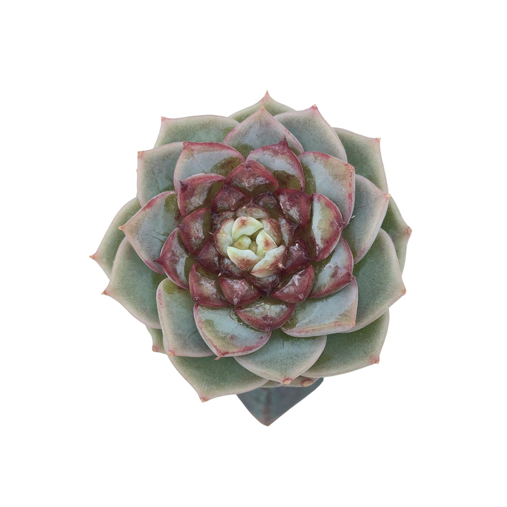 SALE! Echeveria Red Velvet