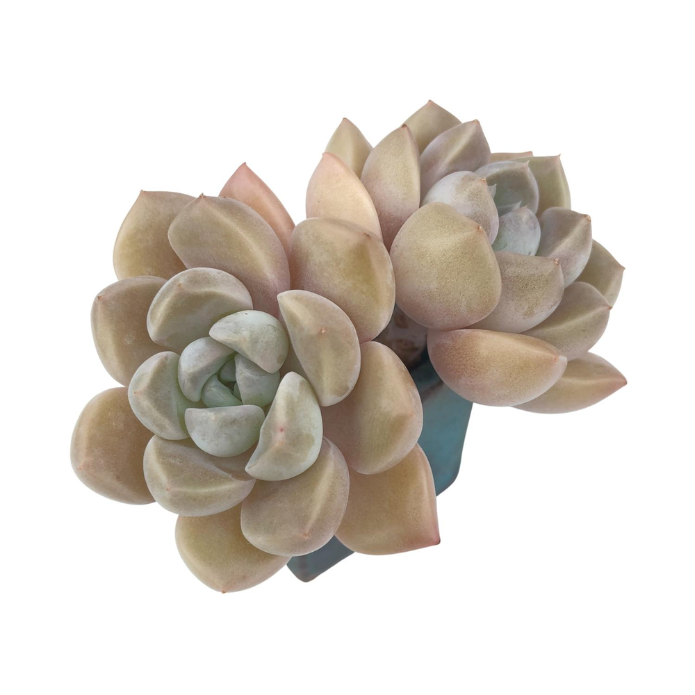 SALE! Echeveria Sp.