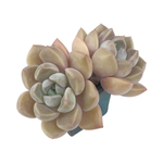 SALE! Echeveria Sp.