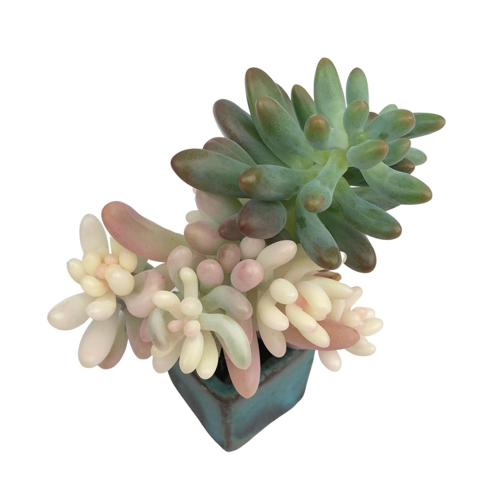 SALE! Pachyphyllum Variegated, Cluster