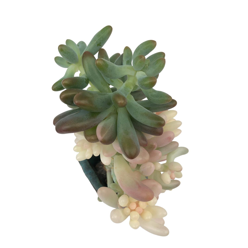 SALE! Pachyphyllum Variegated, Cluster