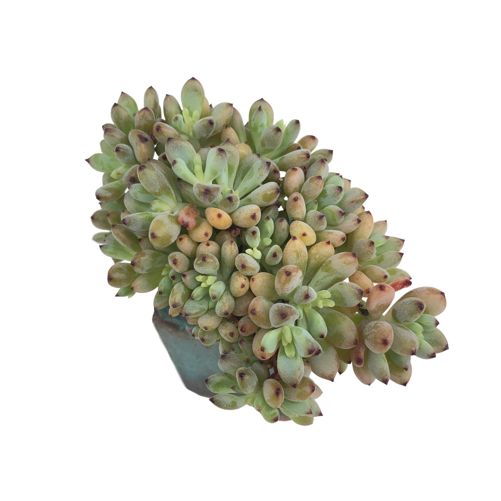 SALE! Graptopetalum Blackberry Mini Cluster