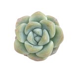 SALE! Echeveria Ice Green