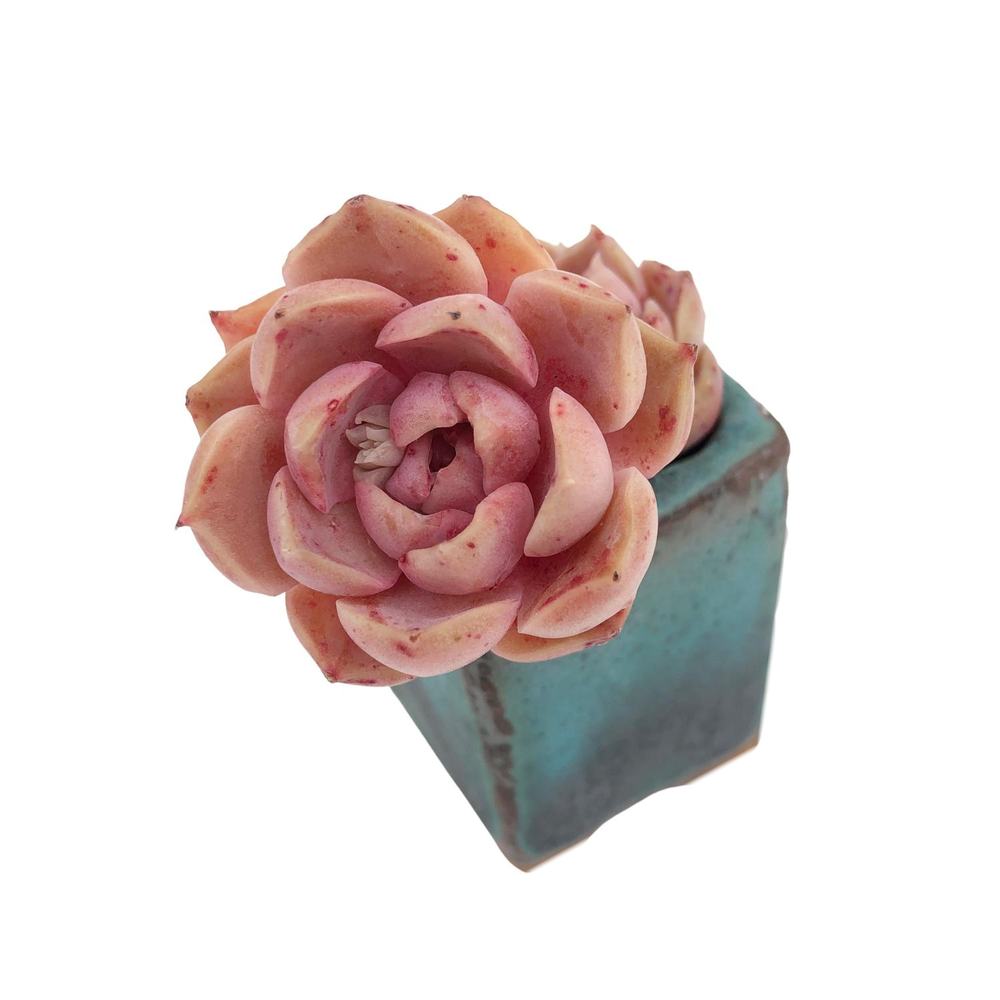 SALE! Echeveria Mochican, Double