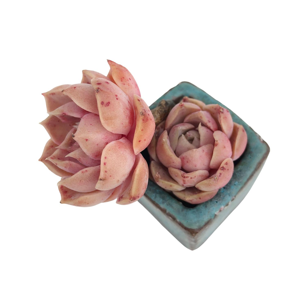 SALE! Echeveria Mochican, Double