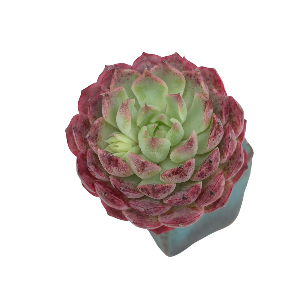 SALE! Echeveria Charles Rose