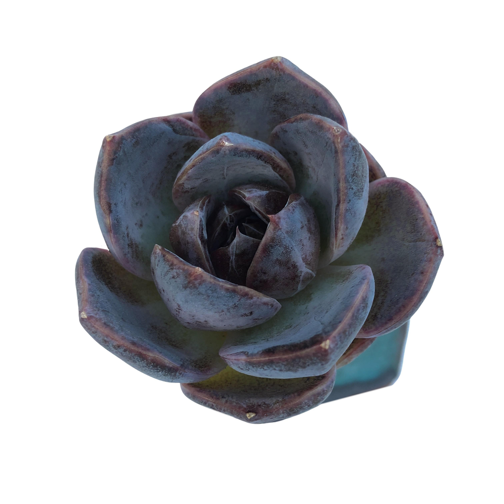 NEW! Echeveria White Soul