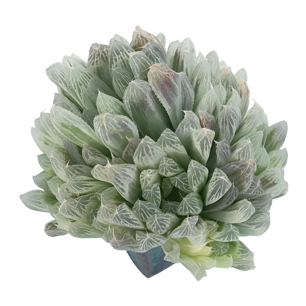 Haworthia Cooperi, Variegata, Large Cluster