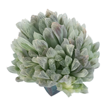 Haworthia Cooperi, Variegata, Large Cluster