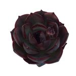 New! Echeveria Spicy Rose