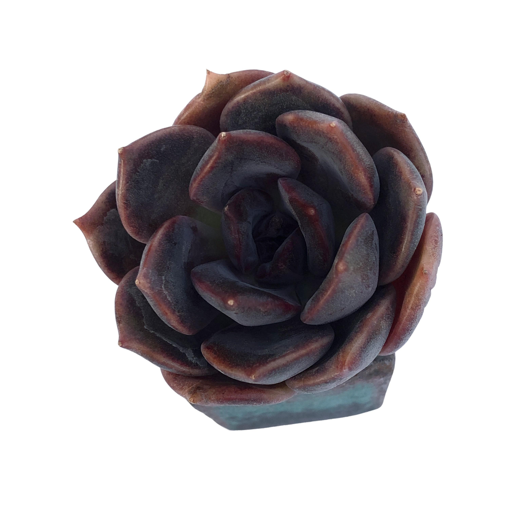 Echeveria Dark Chocolate, Petite Specimen – Cedar Creek Farmhouse