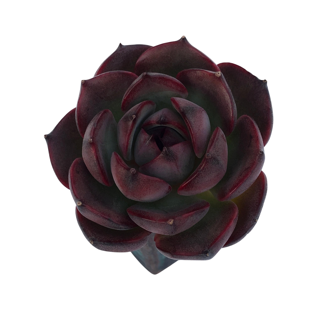 NEW! Echeveria Spicy Rose – Cedar Creek Farmhouse