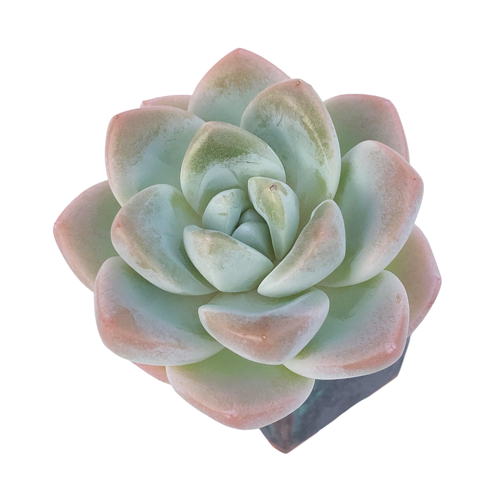 Echeveria Ice Green