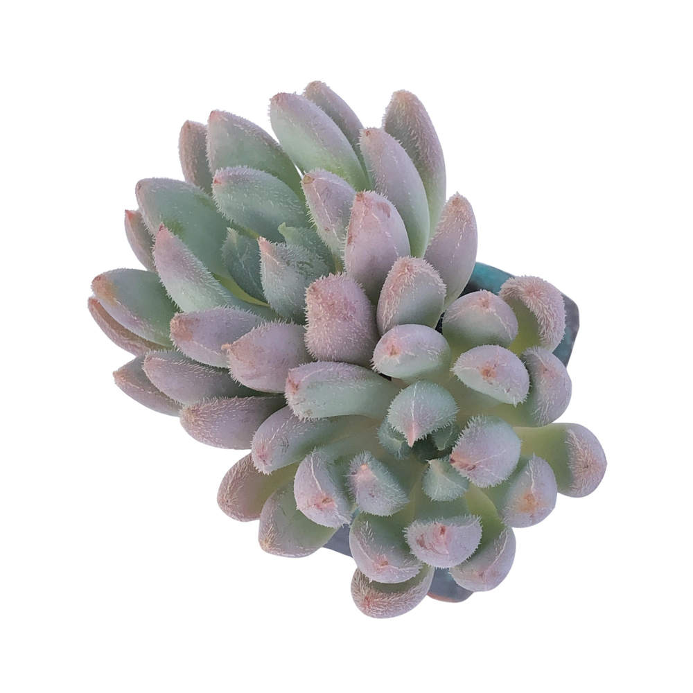 Echeveria Hamilton, Double (Randomish)