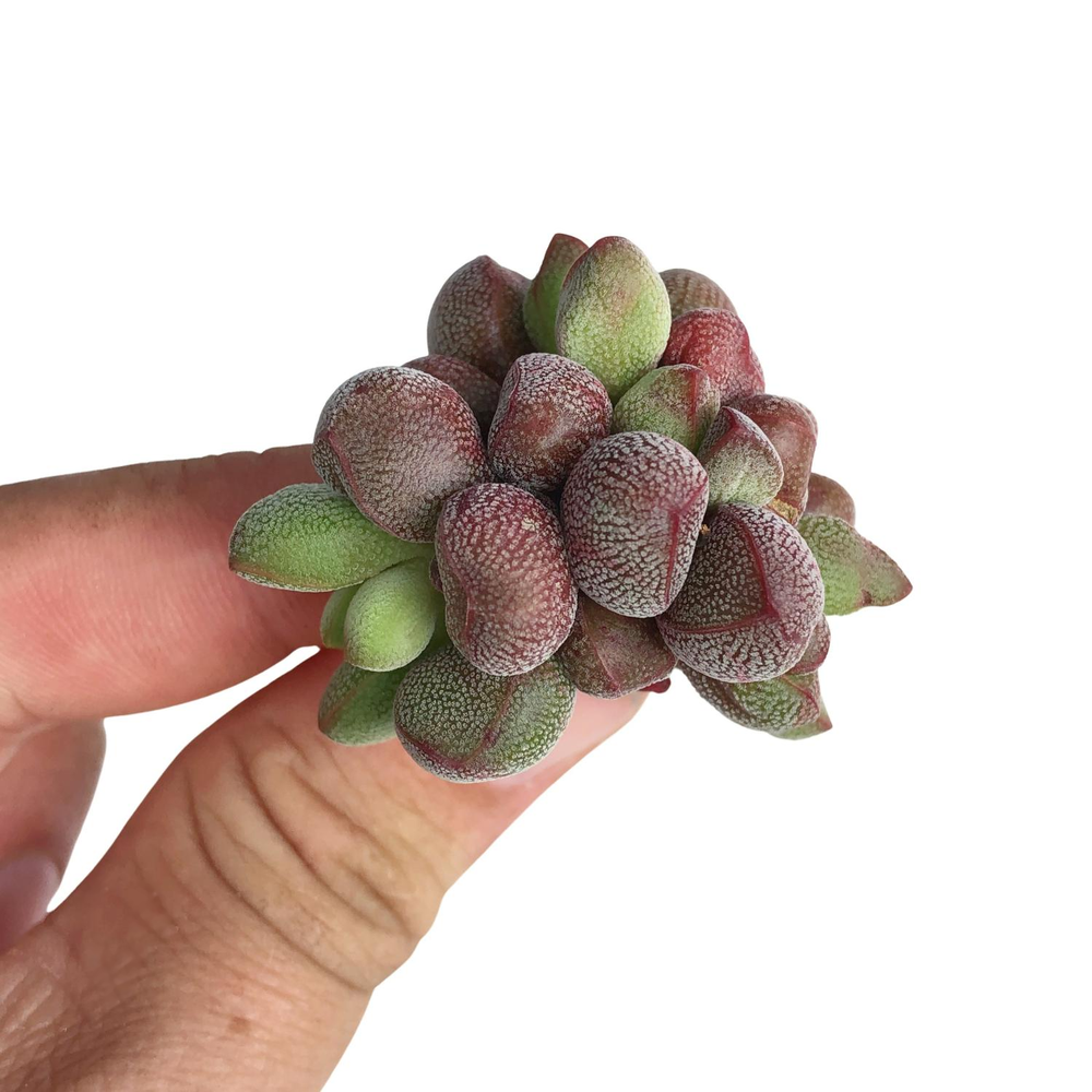 RARE! Crassula Fragarioides, (Small)