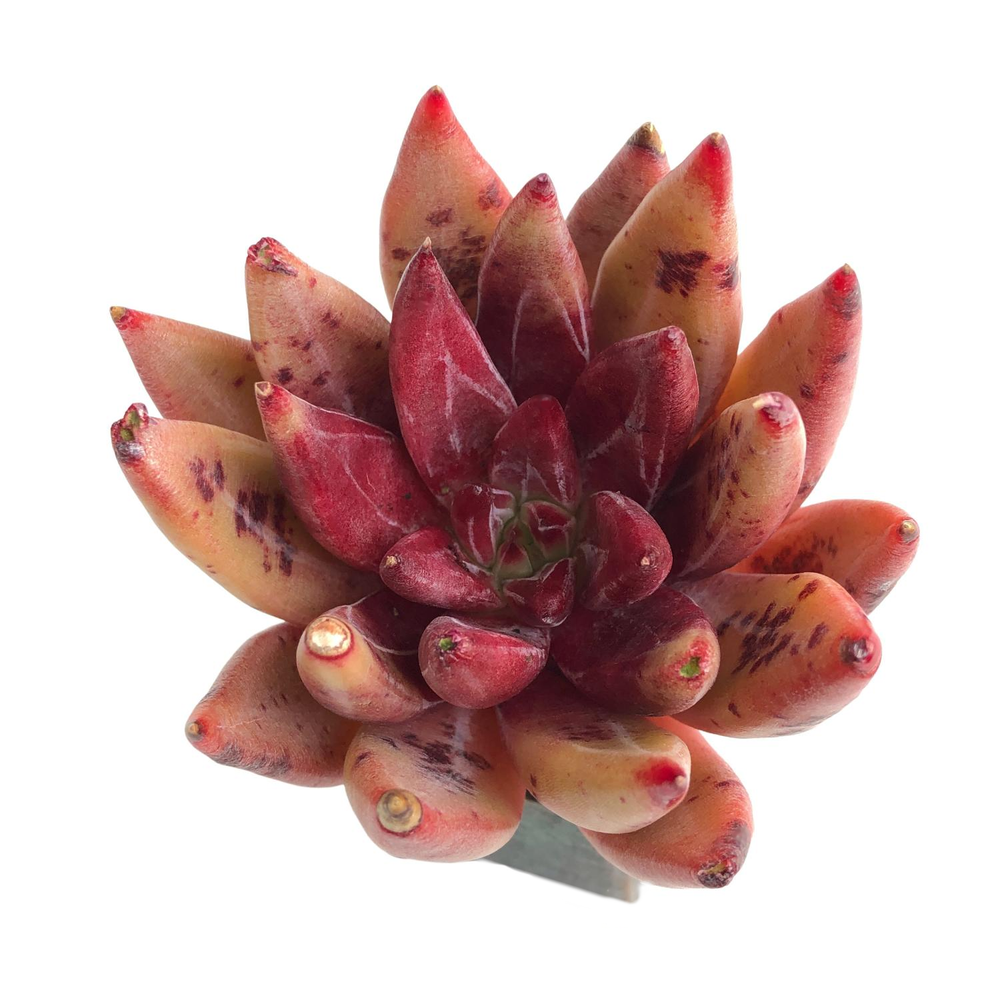 Echeveria Agavoides Fire Eagle Hybrid