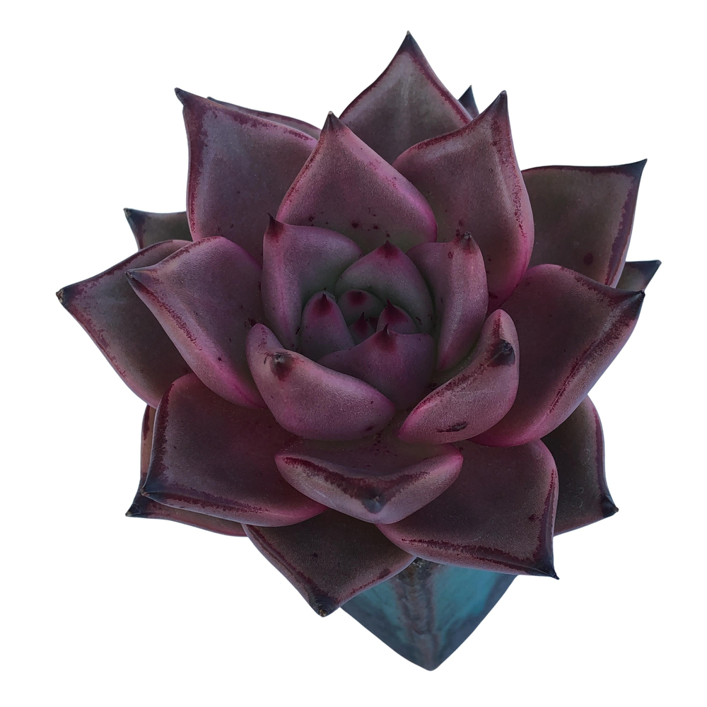 ebony succulent Echeveria Agavoides Ebony Sp. – Cedar Creek Farmhouse