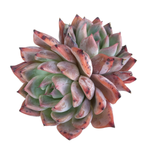 Echeveria Black Swan Hybrid