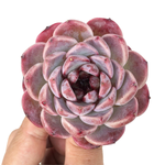 Echeveria Red Velvet, (Mature Specimen)