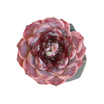 Echeveria Red Velvet